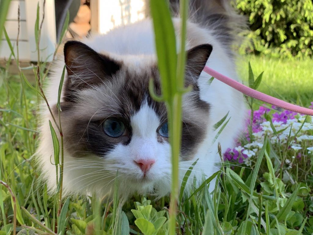 Our dear Sissi cat outdoors, ready to pounce